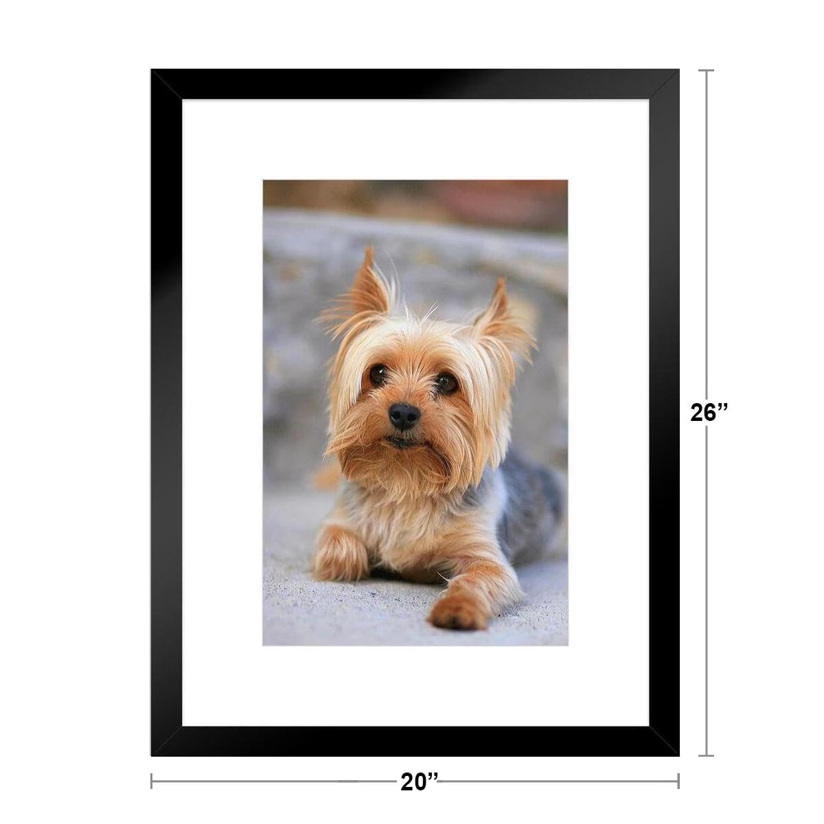 Amazon.co.jp: ミニチュアヨークシャーテリアの肖像画 ヨーキー 写真